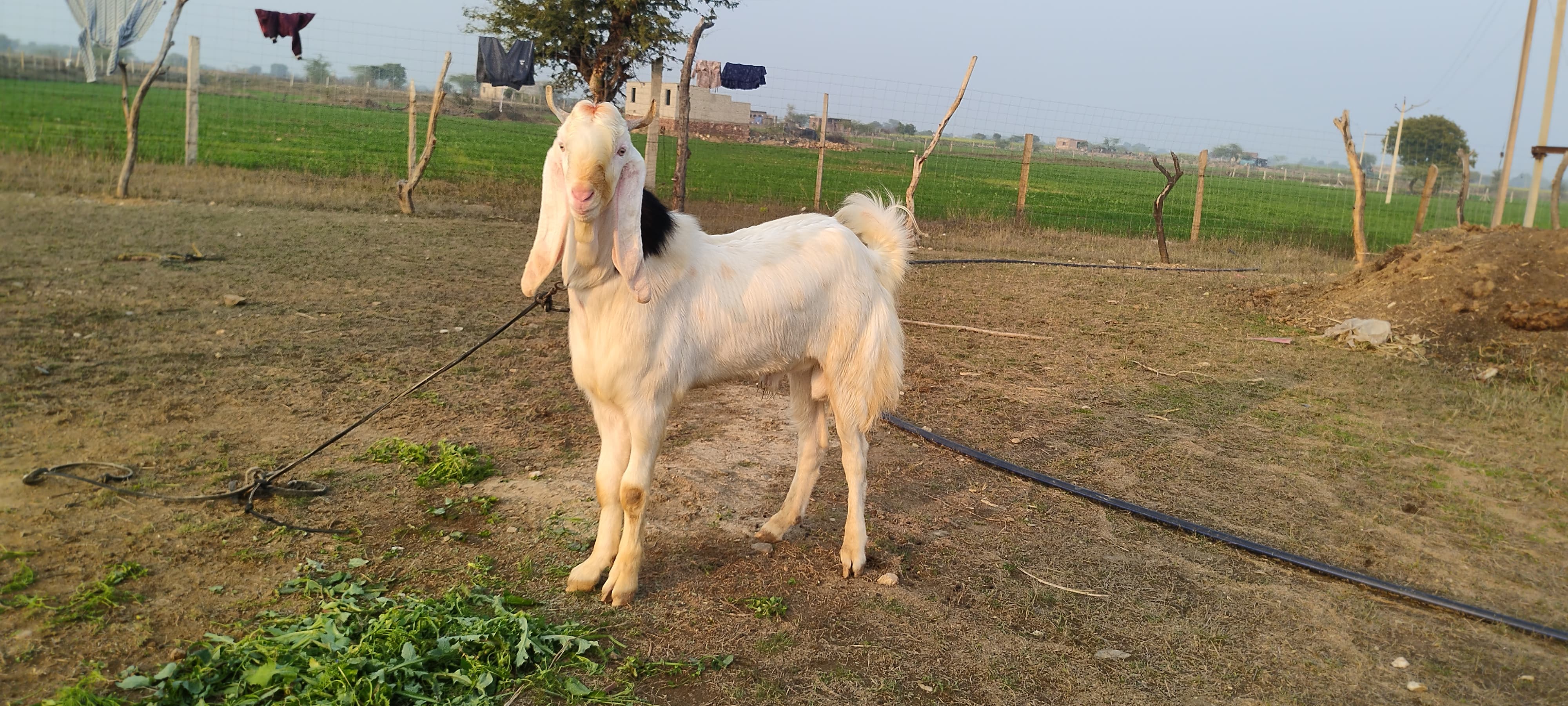 bakra image